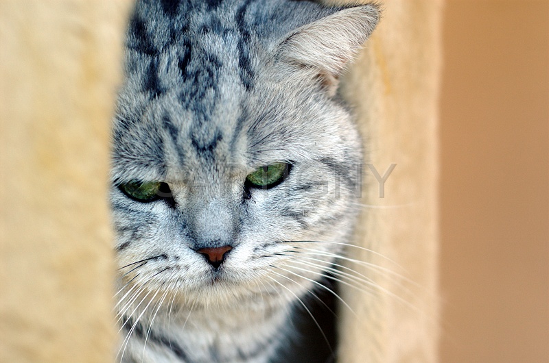 BRITISH SHORTHAIR 029.jpg